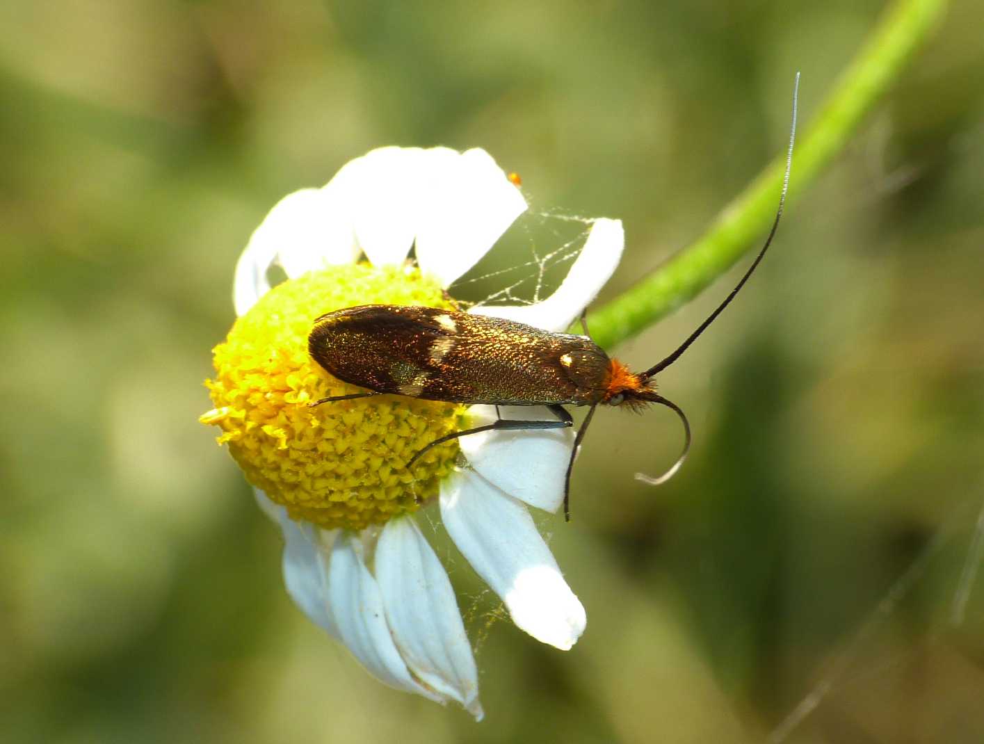 Farfallina dorata